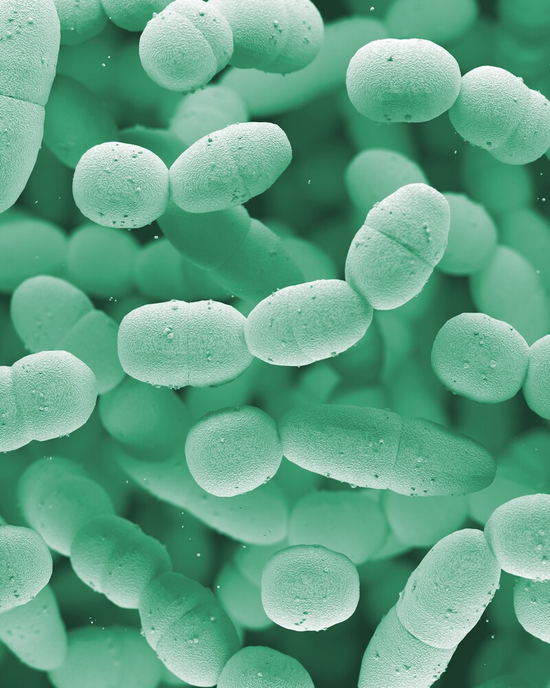 Curve Microorganisms